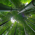 Duurzaamheid van een bamboe vloer