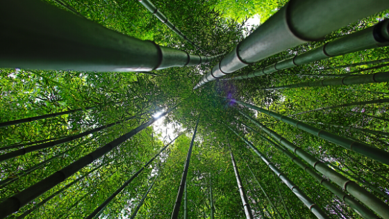 Duurzaamheid van een bamboe vloer